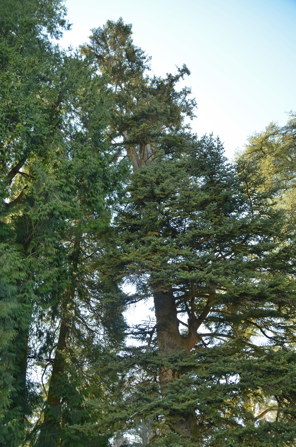 Abies cephalonica