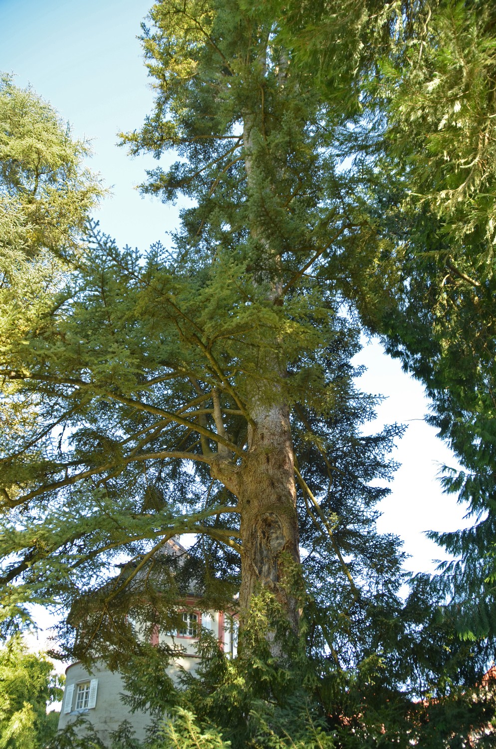 Abies cephalonica - Mainau - 2022