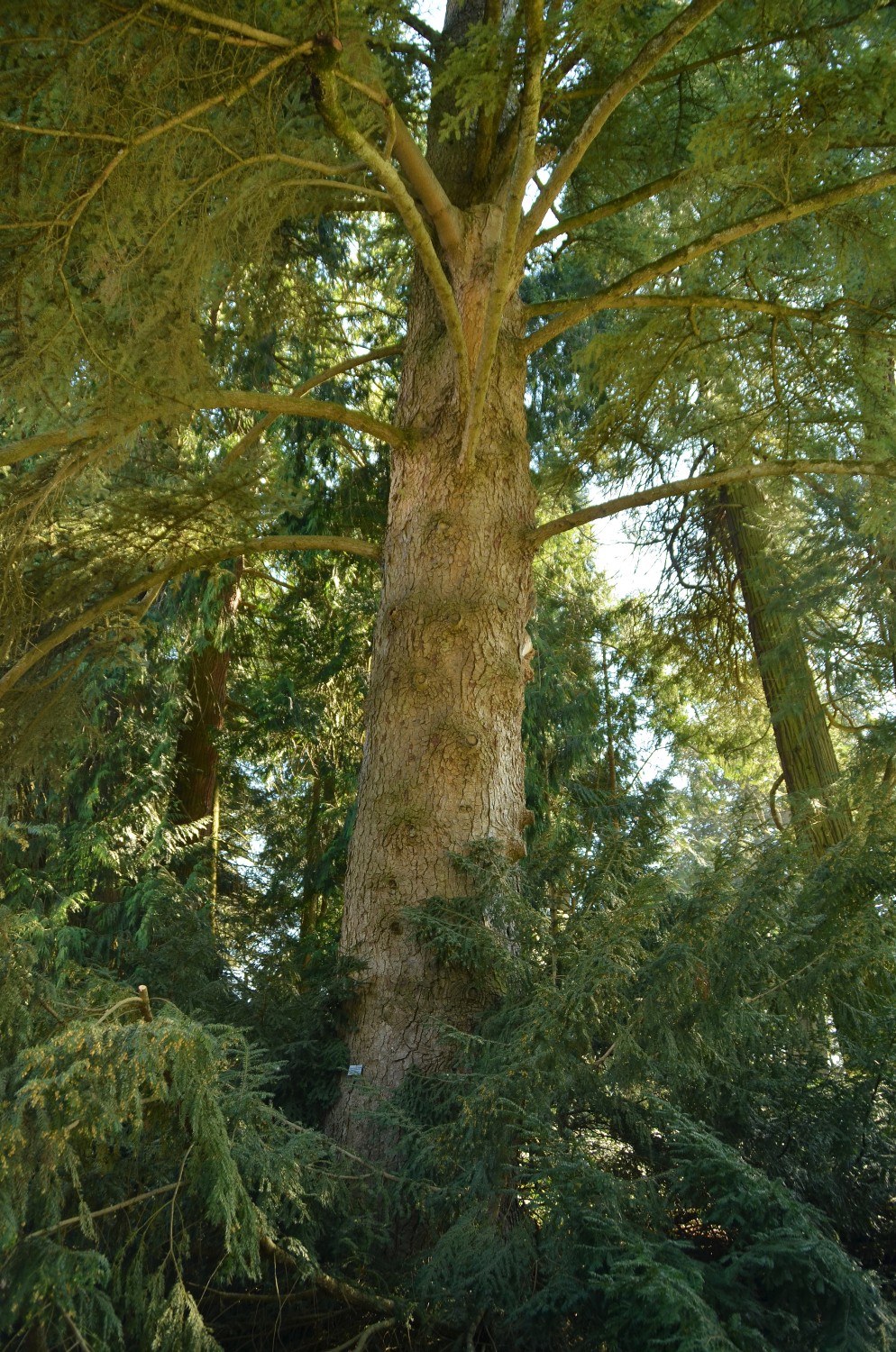 Abies cephalonica - Mainau - 2022
