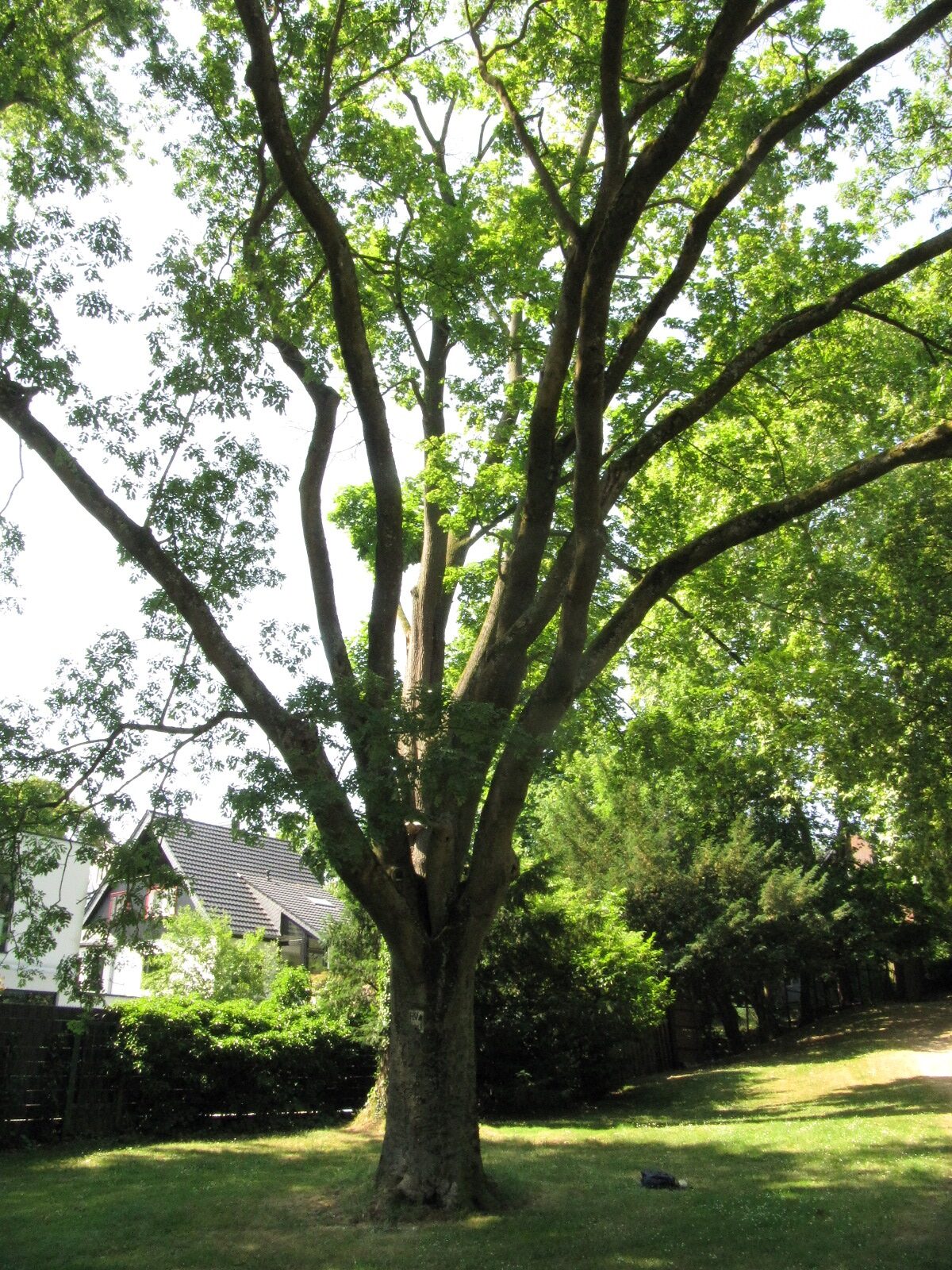 Fraxinus ornus - Bonn-Mehlem - Juni 2023