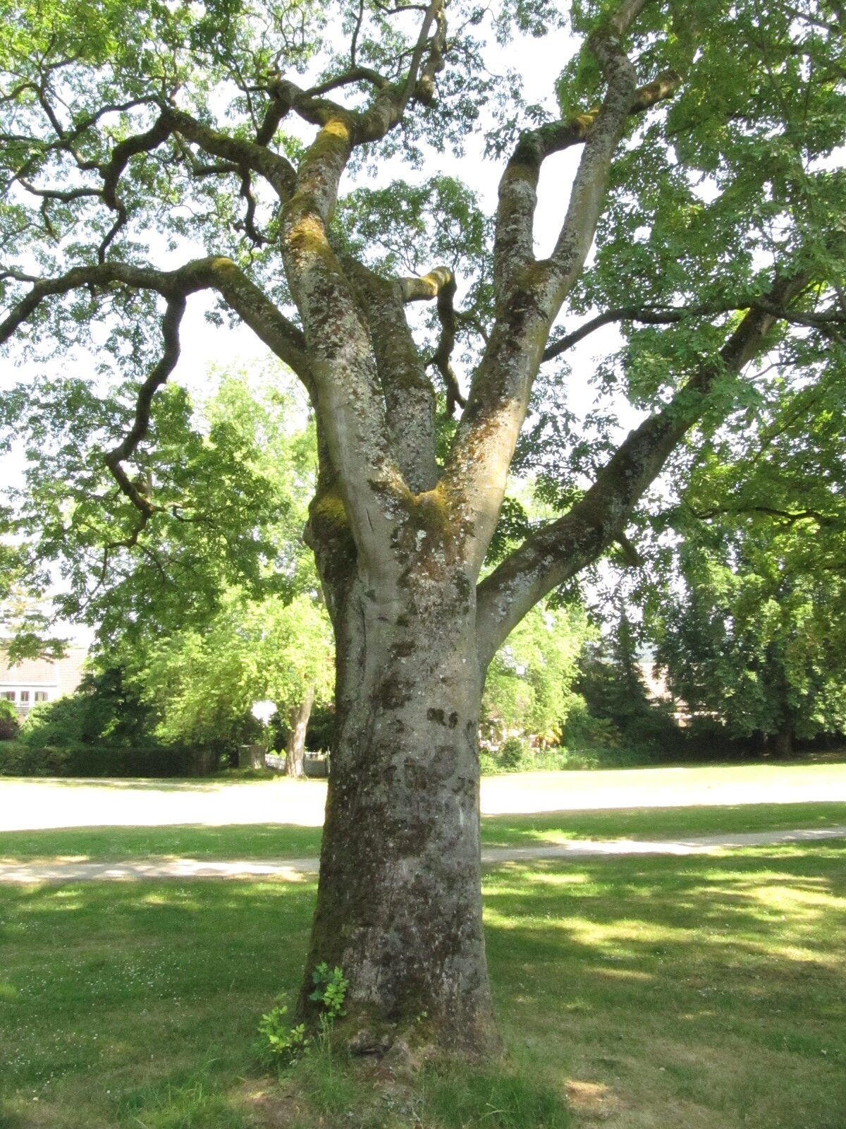 Fraxinus ornus - Bonn-Mehlem - Juni 2023