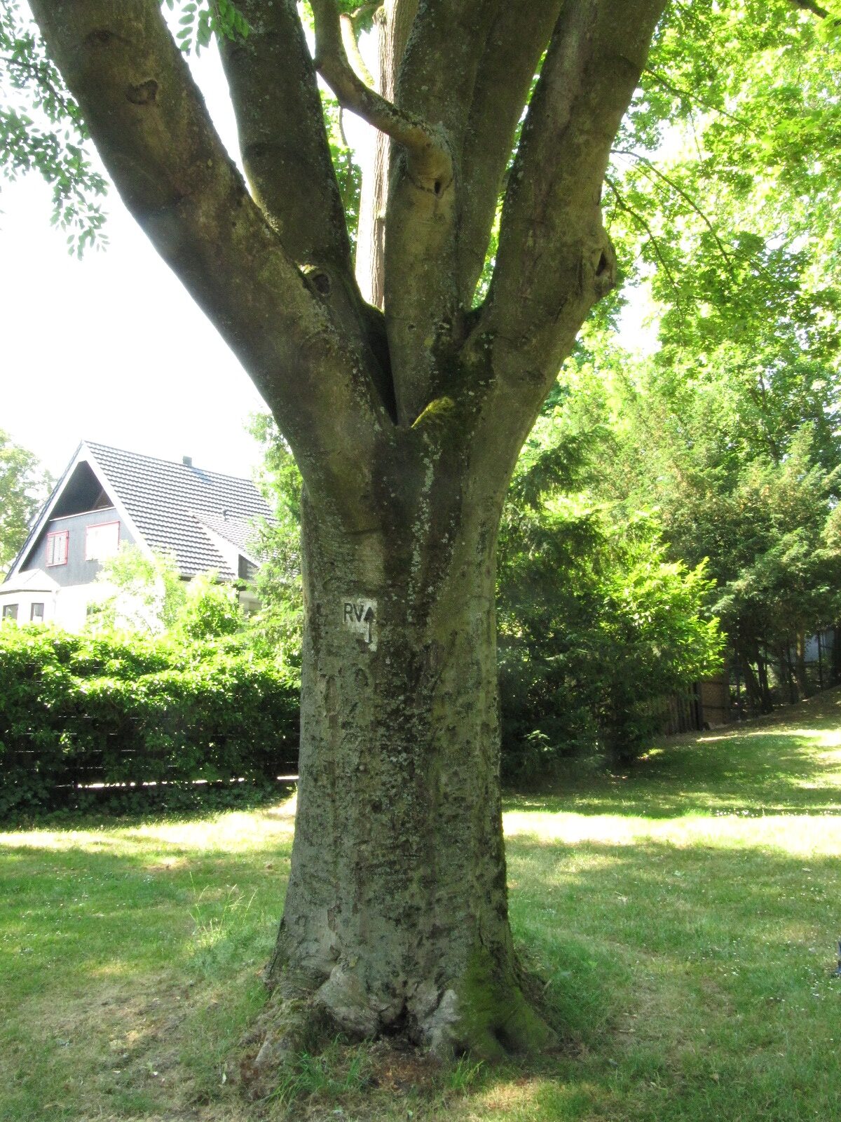 Fraxinus ornus - Bonn-Mehlem - Juni 2023