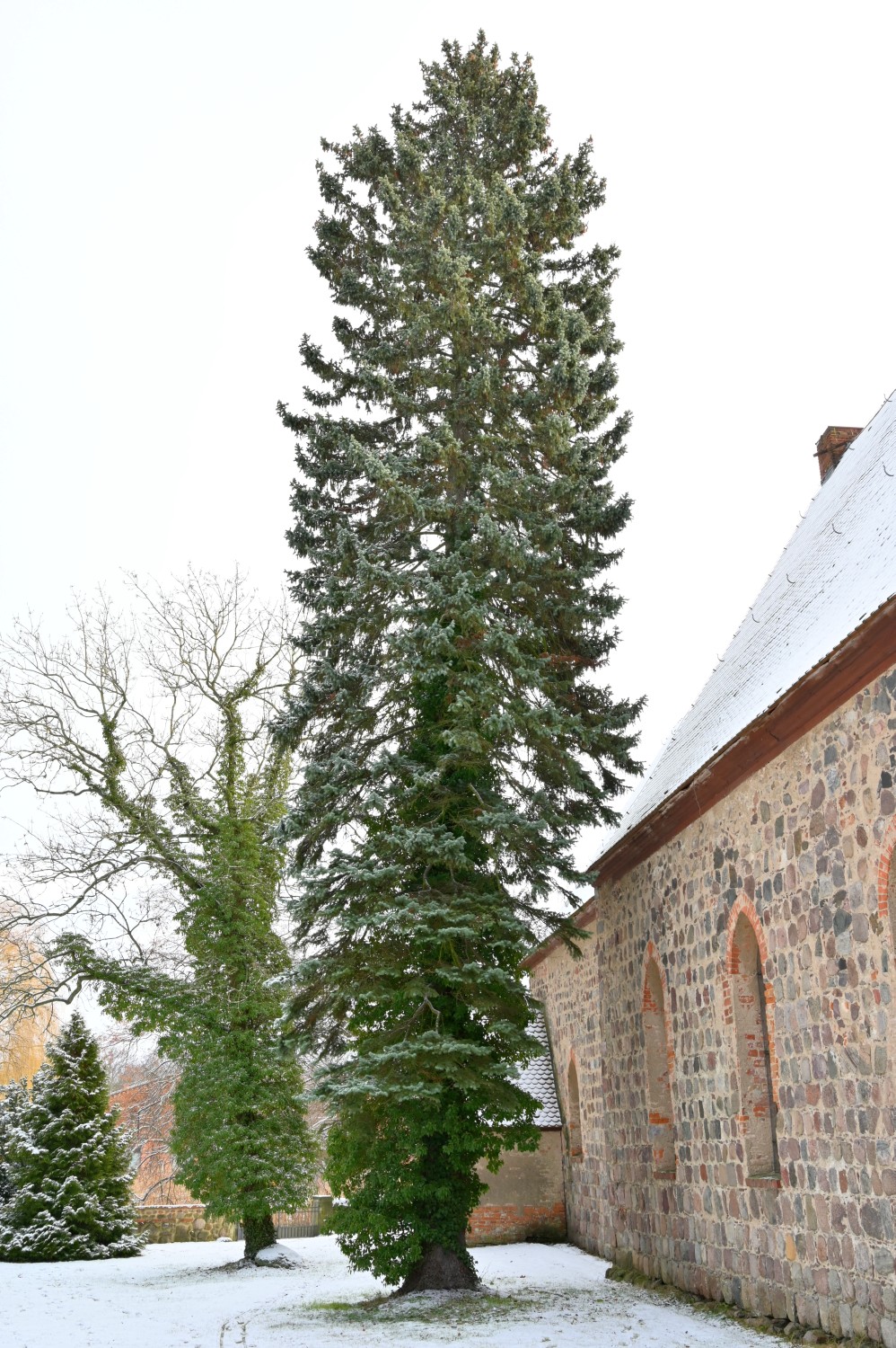 Picea pungens 'Glauca' - Blumberg - 2021