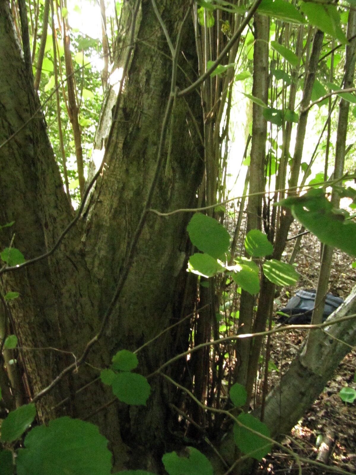 avellana Corylus