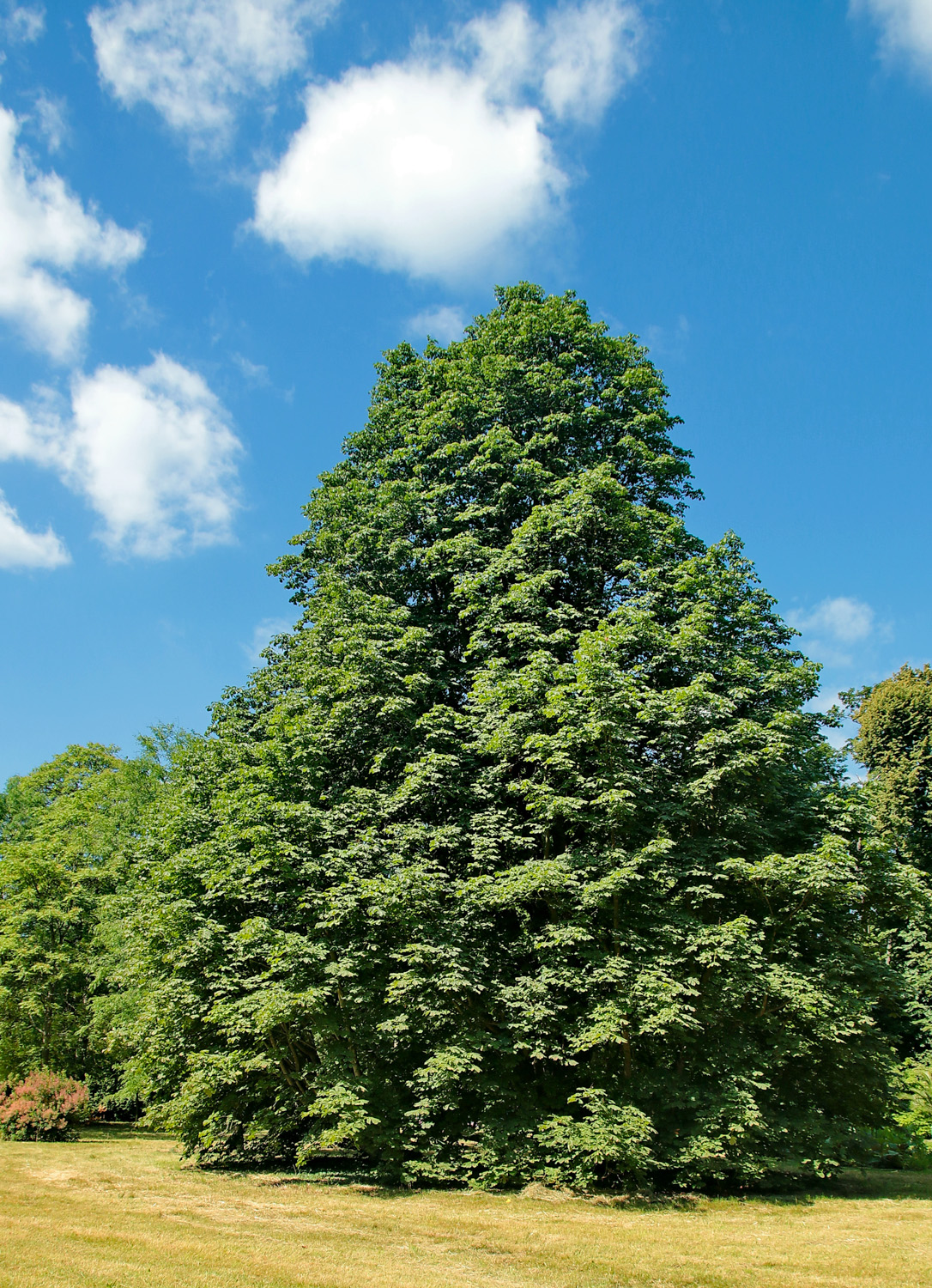'Baumannii' Aesculus hippocastanum