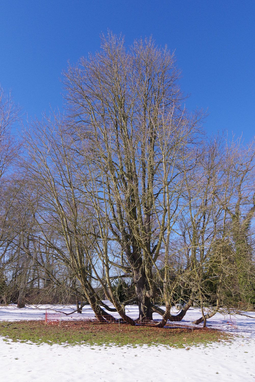 Aesculus hippocastanum 'Baumannii' - Berlin, Pfaueninsel - Febr. 25