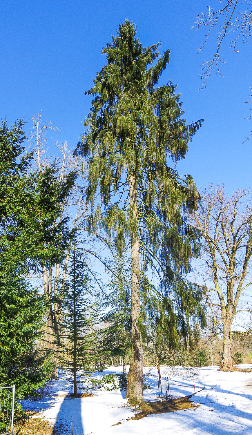 breweriana Picea