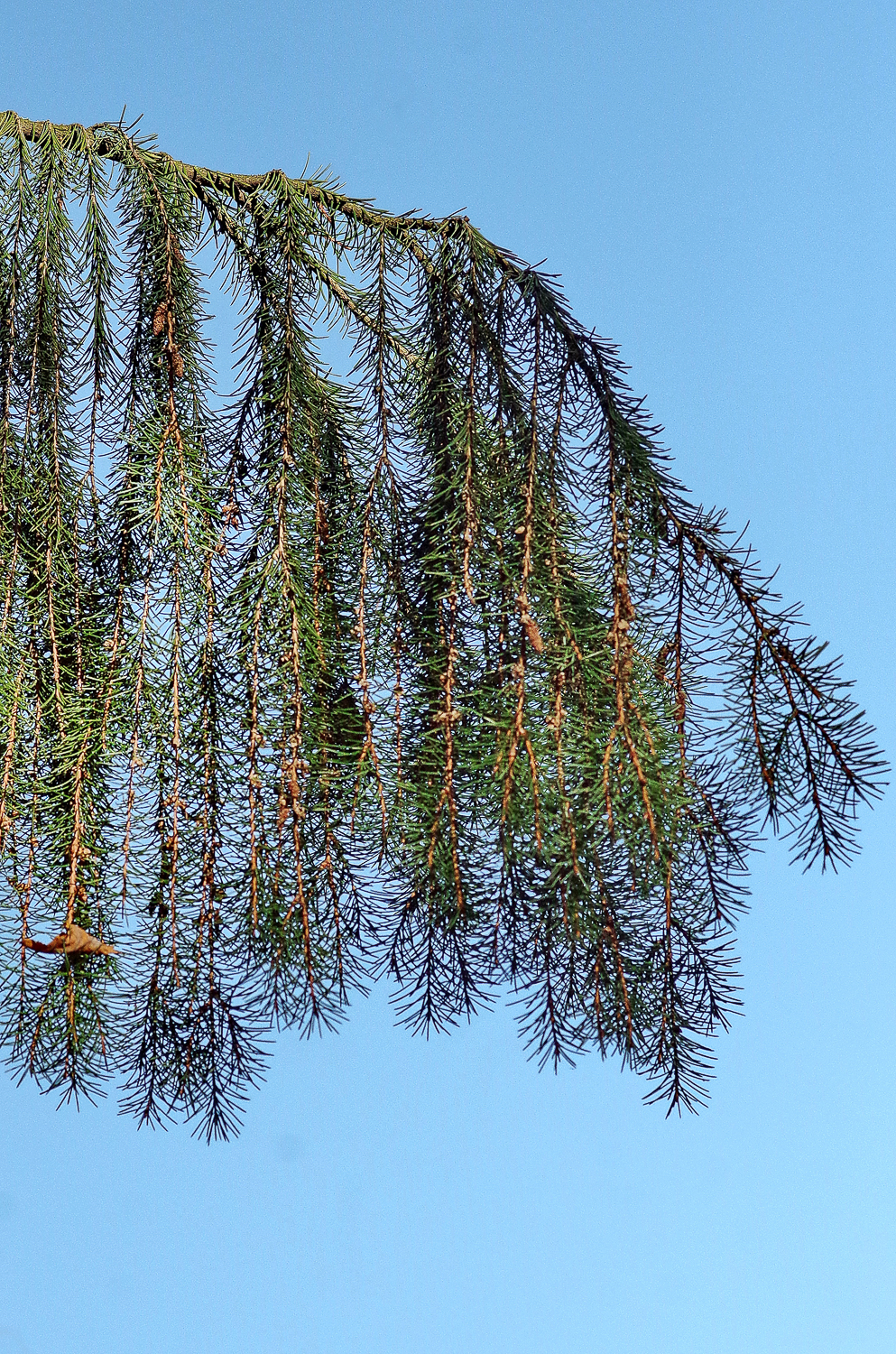 Picea breweriana - Berlin, Pfaueninsel - Aug. 2016
