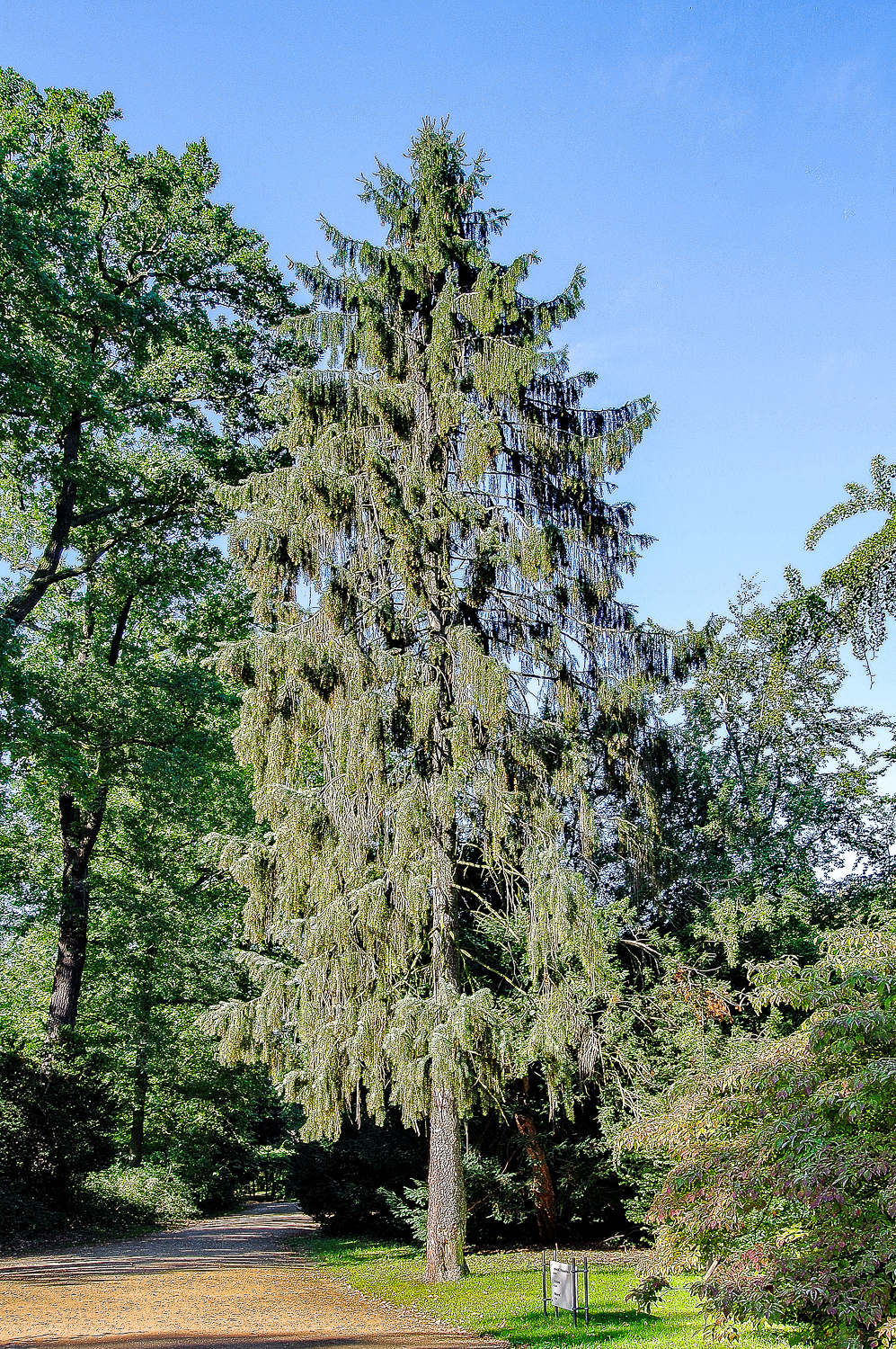 Picea breweriana - Berlin, Pfaueninsel - Aug. 2016