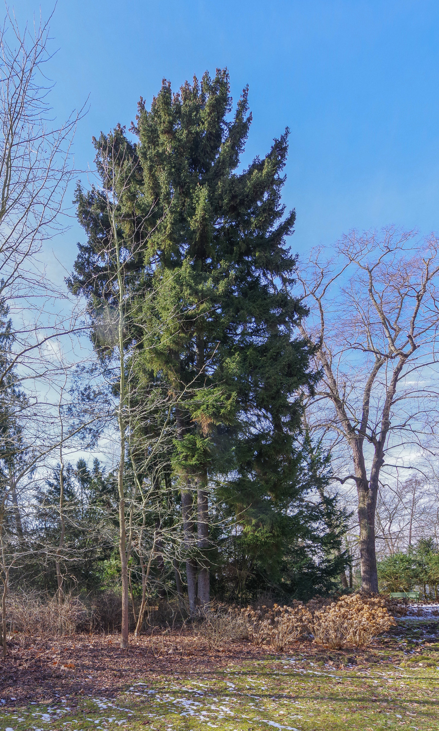 orientalis Picea