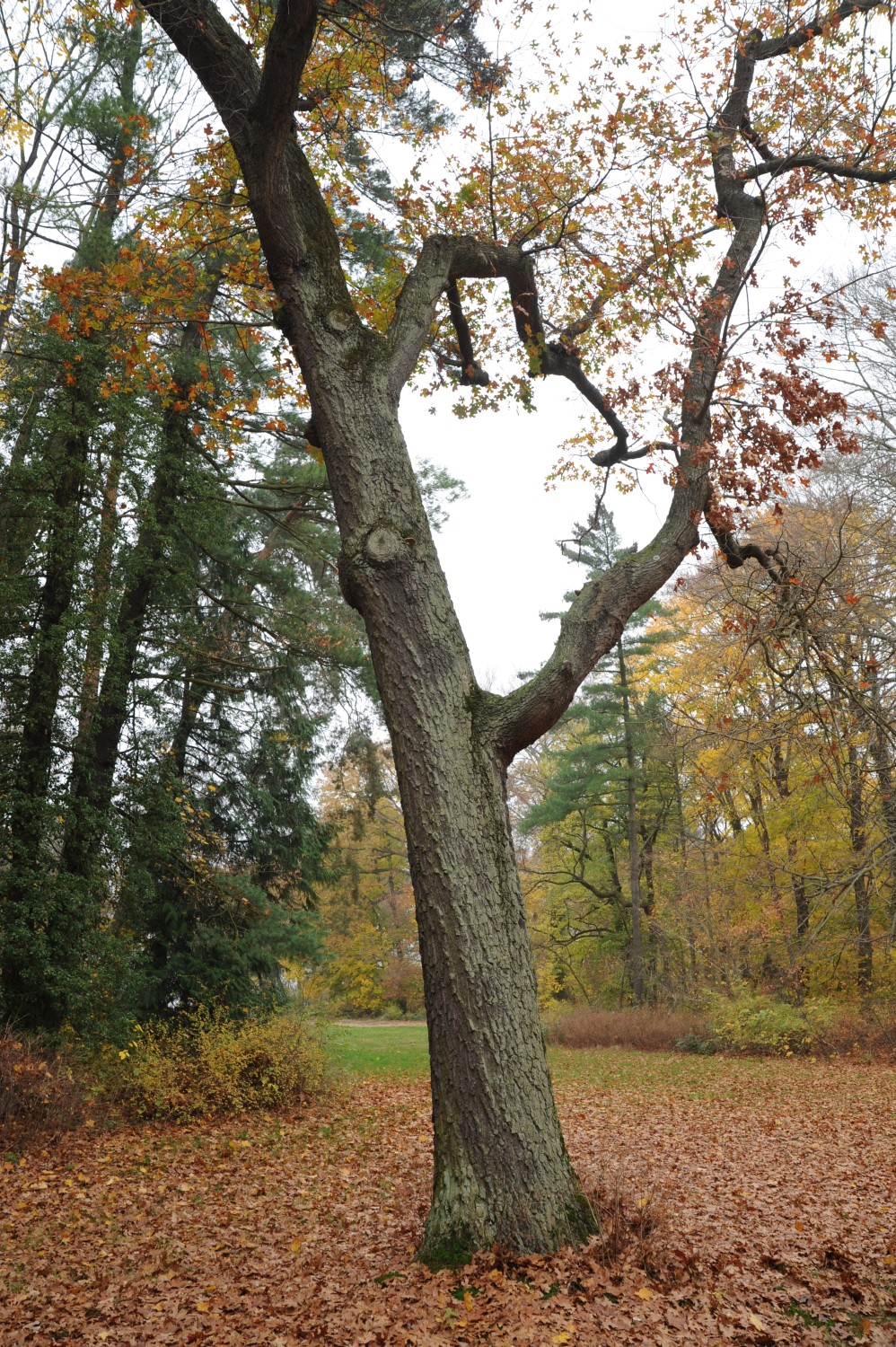 coccinea Quercus