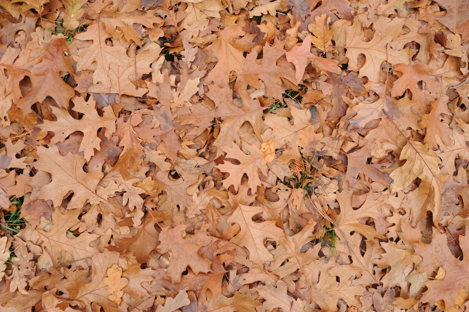 Quercus coccinea - Berlin, Pfaueninsel - 2013
