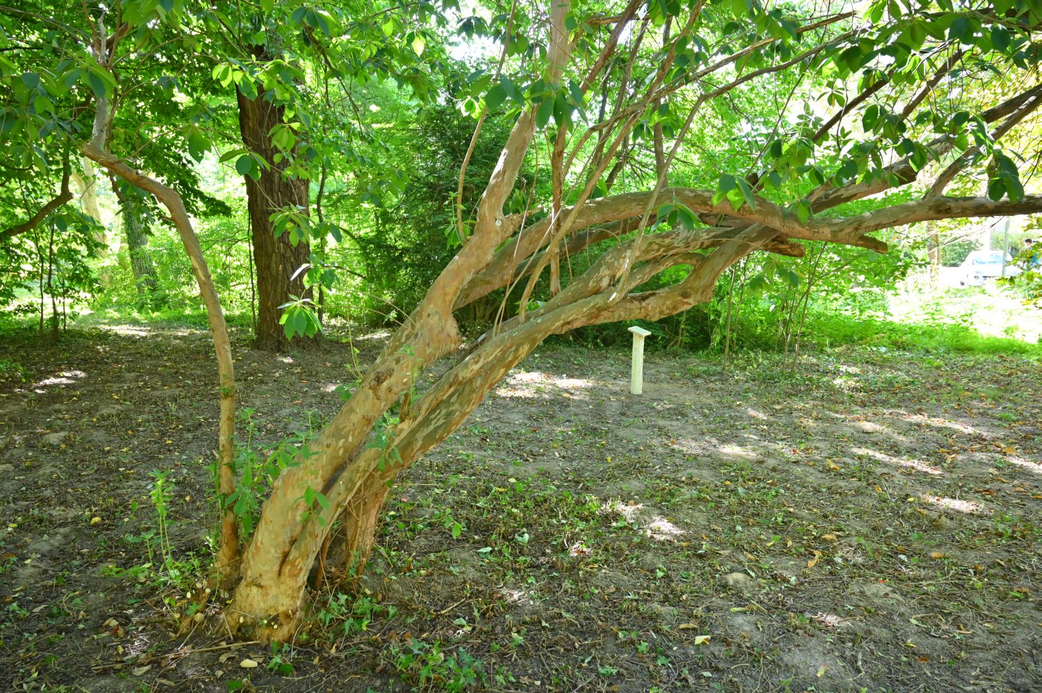 Clethra alnifolia - Hannoversch Münden - 2020