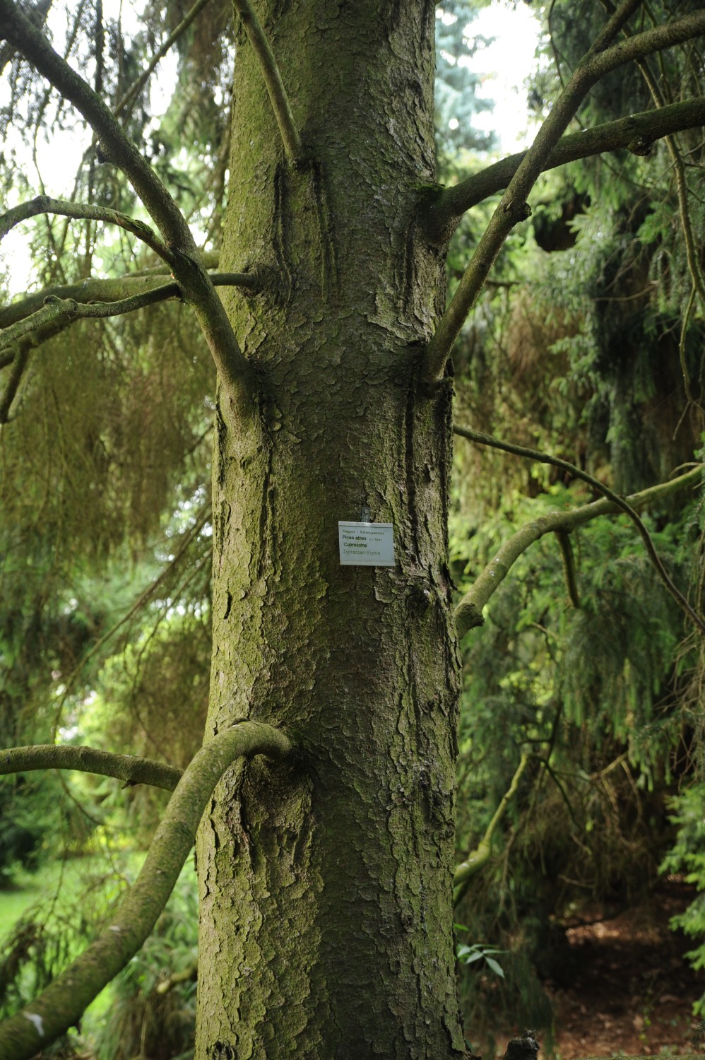 'Cupressina' abies Picea