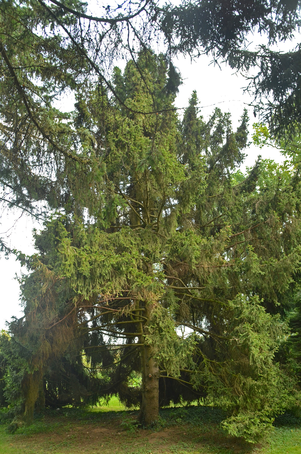 'Ohlendorffii' abies Picea