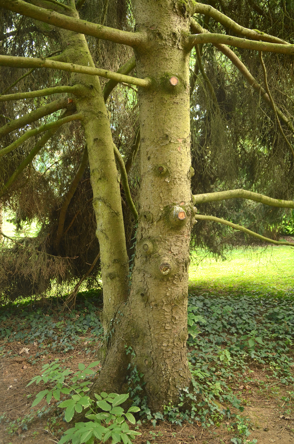 Picea abies 'Ohlendorffii' - Stuttgart-Hohenheim - Sept. 2023