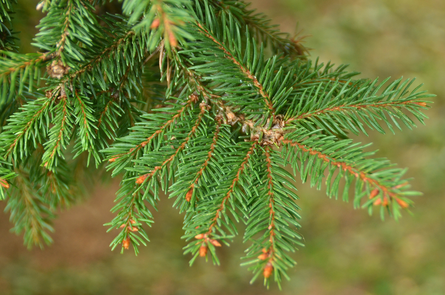 Picea abies 'Ohlendorffii' - Stuttgart-Hohenheim - Sept. 2023