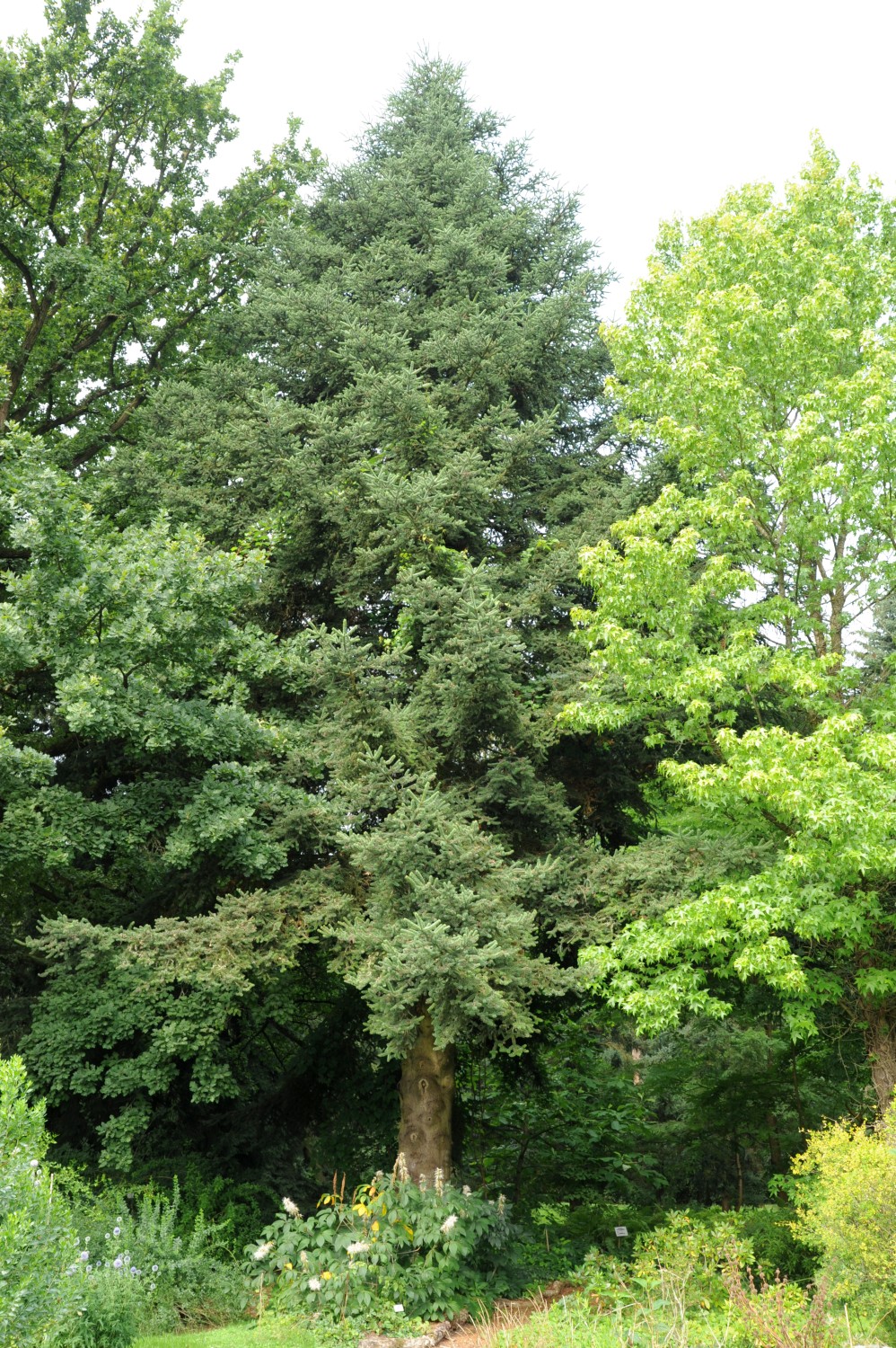 Abies pinsapo