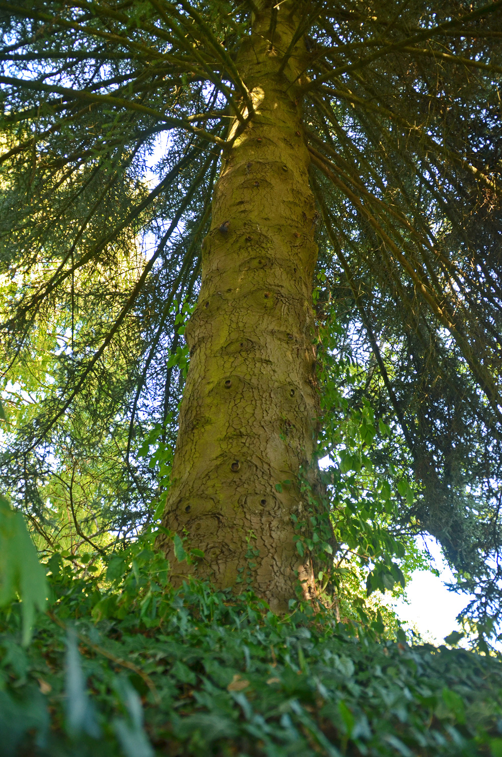 Abies pinsapo - Stuttgart-Hohenheim - Sept. 2023