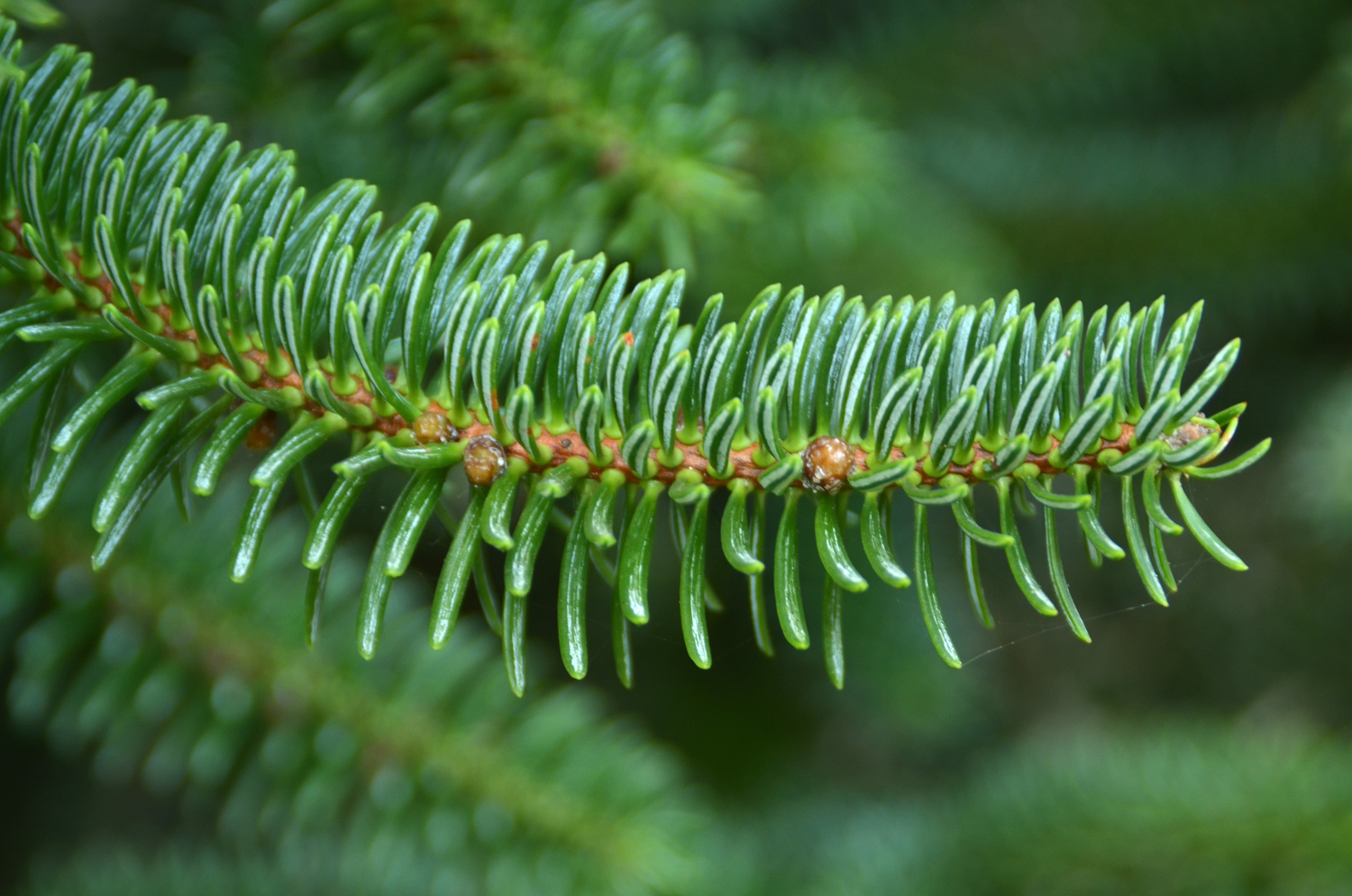 Abies pinsapo - Stuttgart-Hohenheim - Sept. 2023