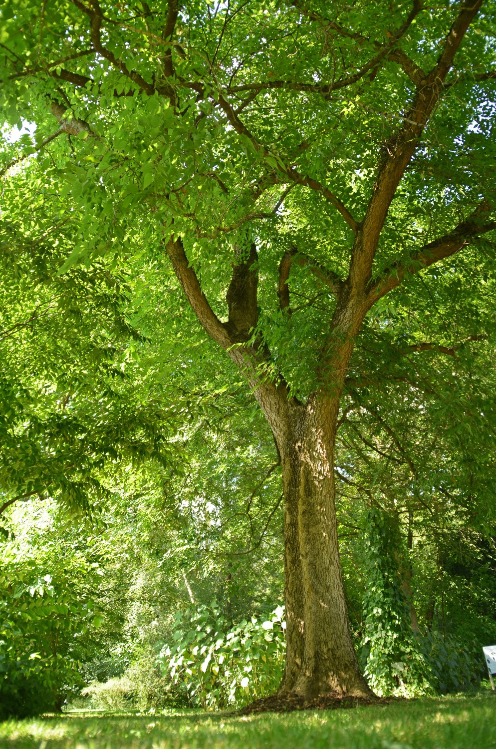 australis Celtis subsp. caucasica