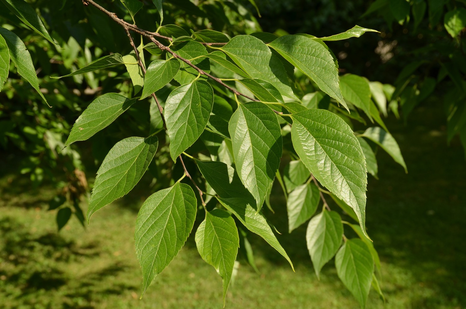 Celtis australis subsp. caucasica - Stuttgart-Hohenheim - 2022