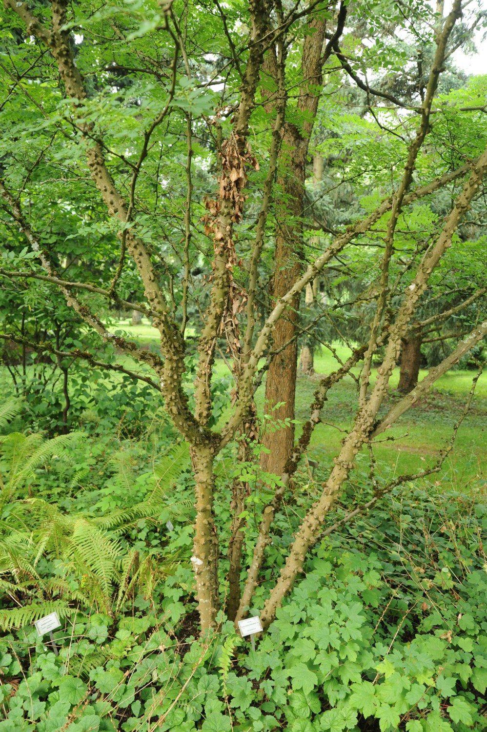 americanum Zanthoxylum