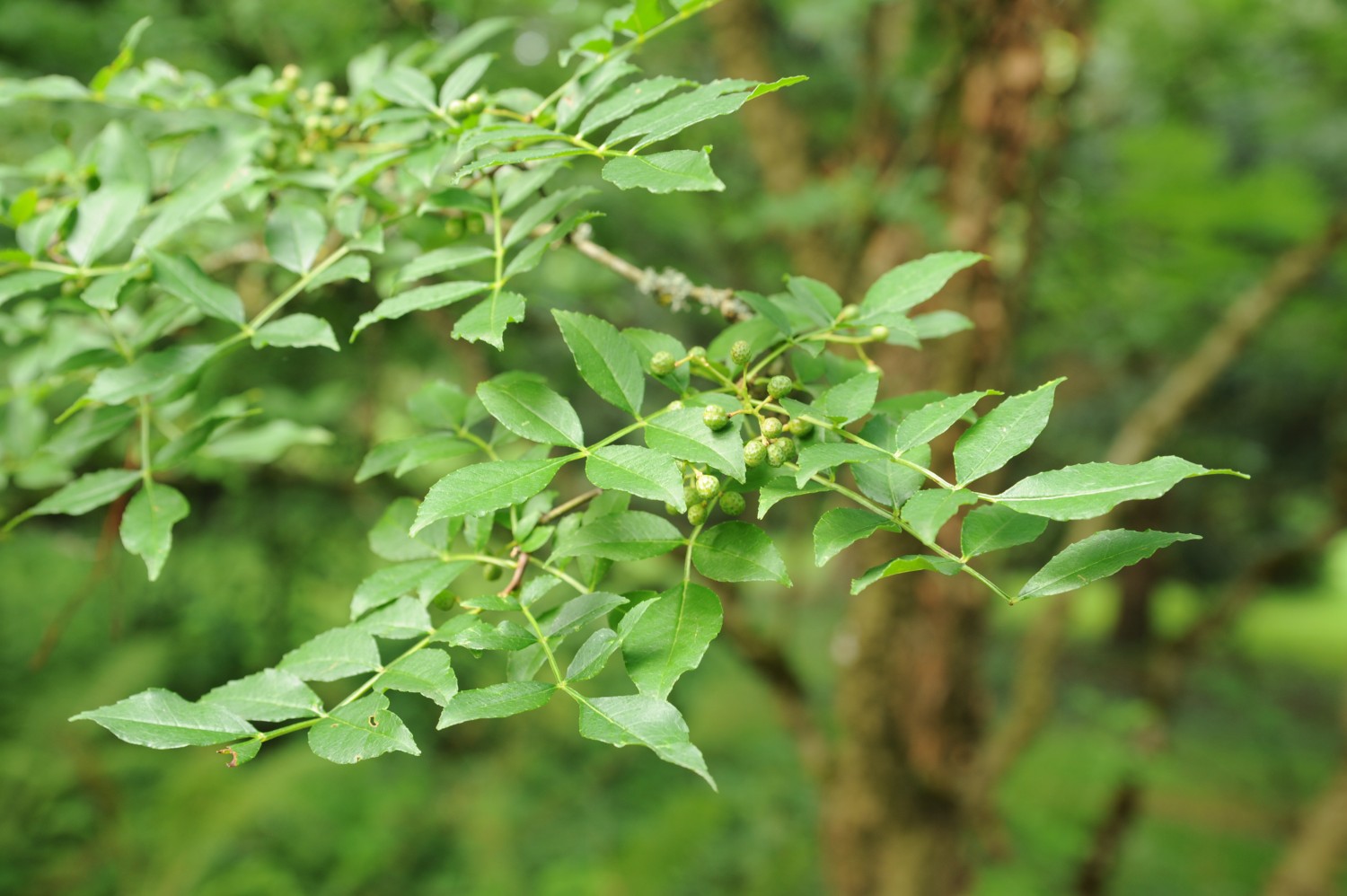 Zanthoxylum americanum - Stuttgart-Hohenheim - Juli 2014