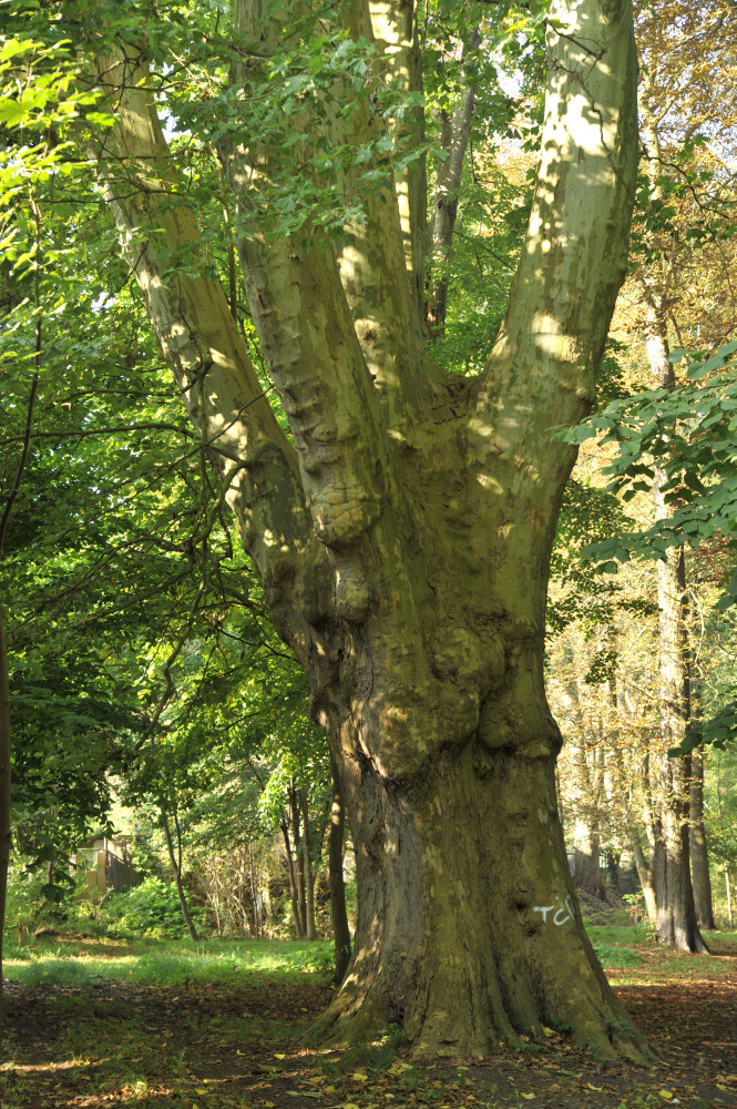 Platanus x hispanica - Prenzlau - 2008