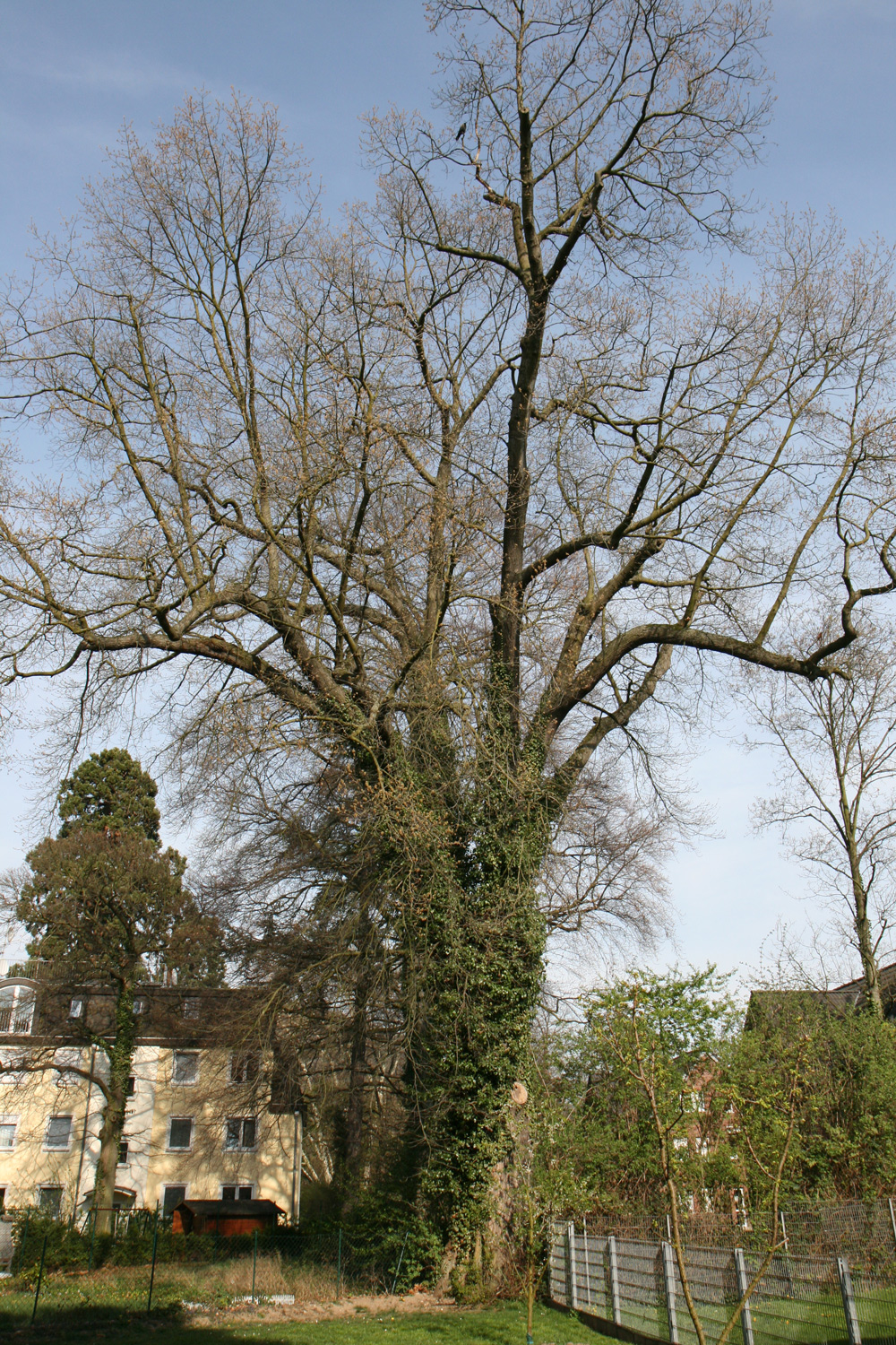 Quercus × leana - Bonn-Mehlem - März 2014