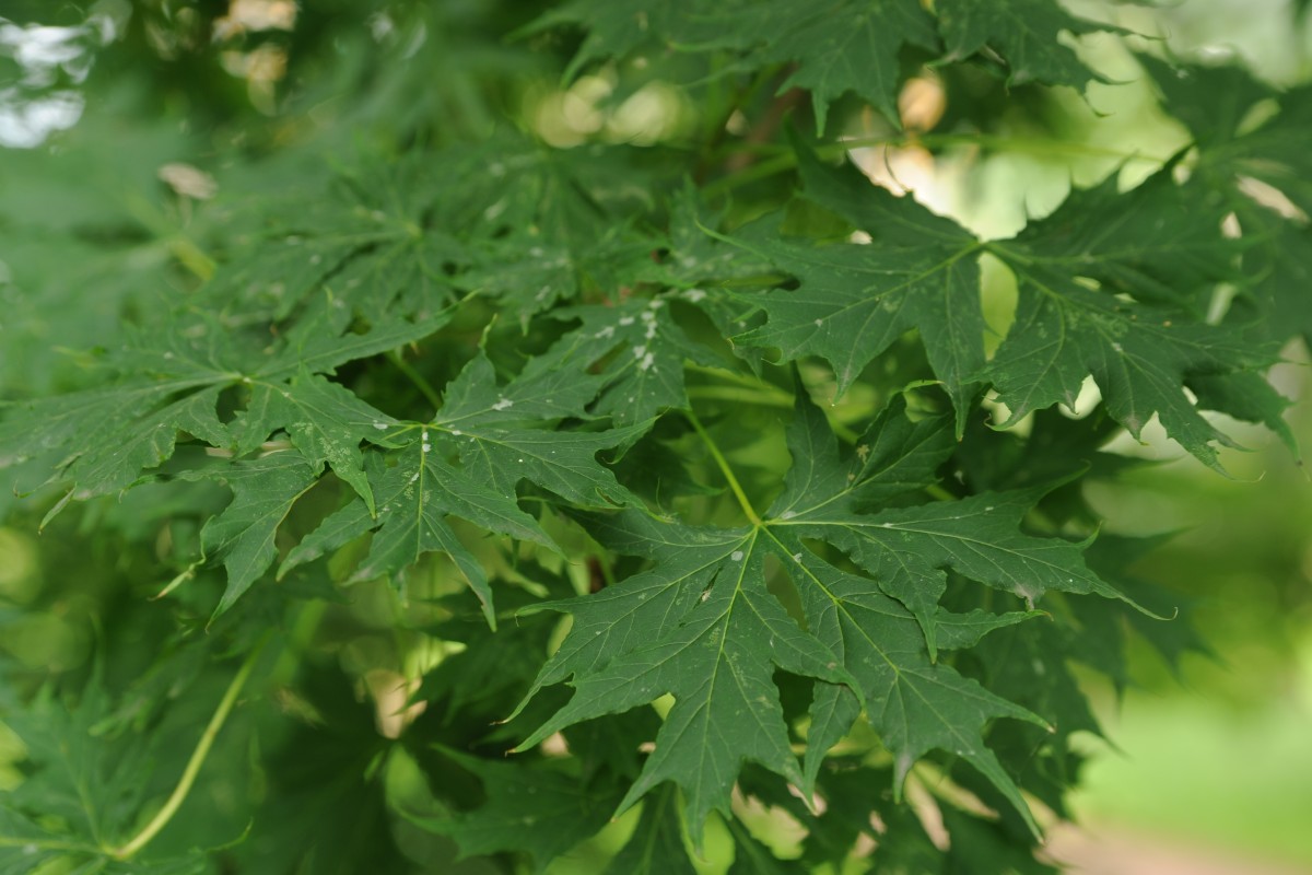 Acer platanoides 'Palmatifidum' - Frankfurt (Oder) - Juli 2014