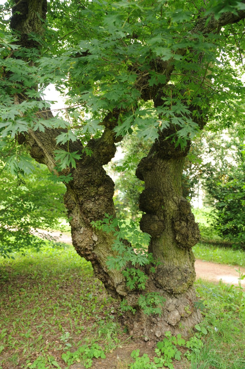 Acer platanoides 'Palmatifidum' - Frankfurt (Oder) - Juli 2014