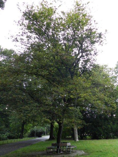 'Quercifolia' betulus Carpinus