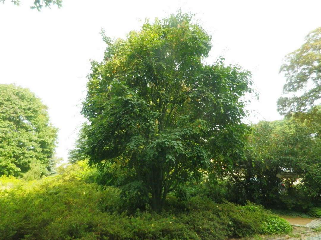 Acer tegmentosum