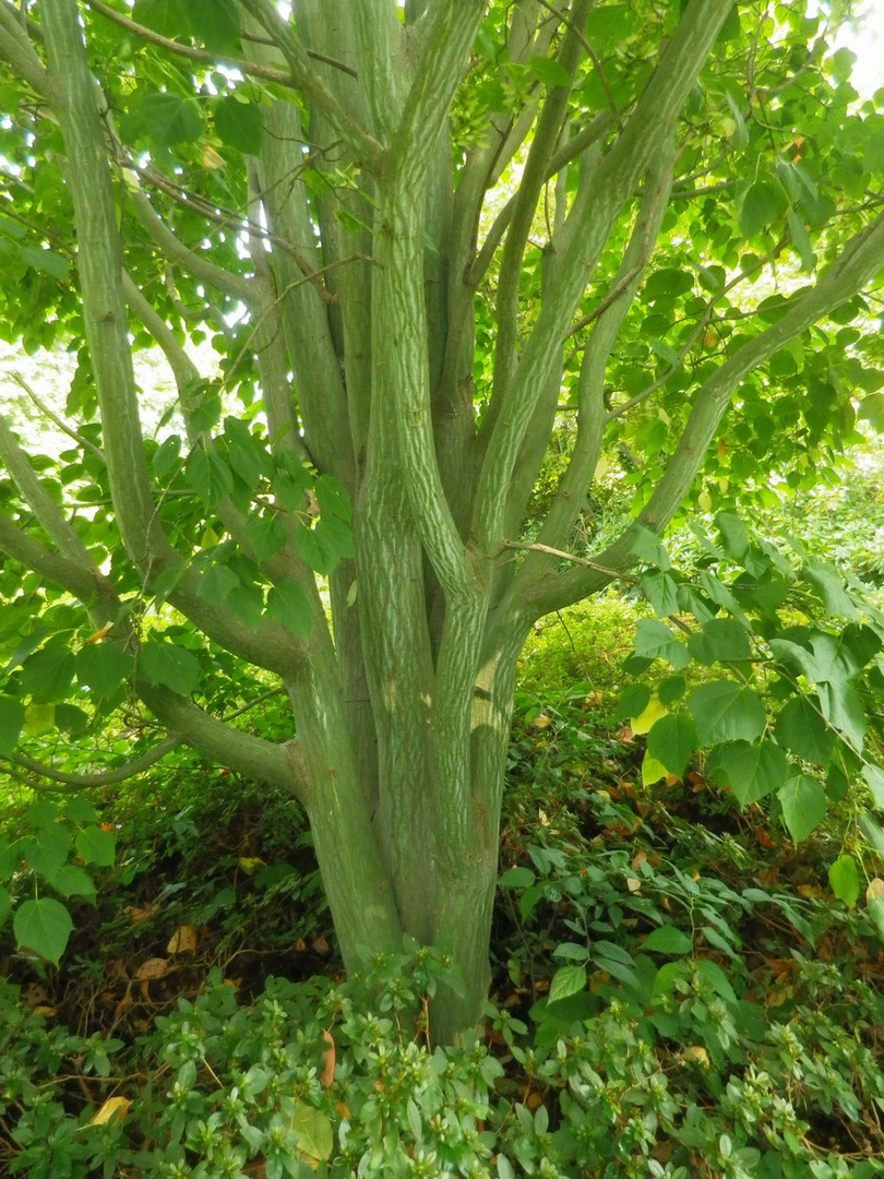 Acer tegmentosum - Dresden - September 2014