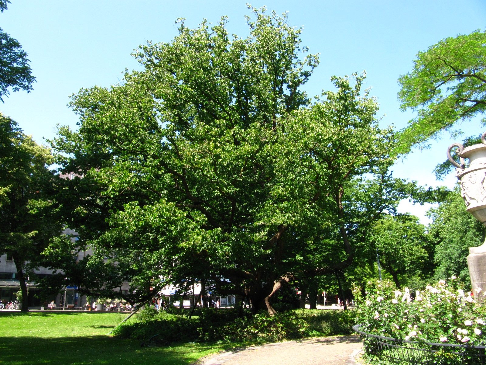Corylus colurna - Bremen, Wallanlagen - Juni 2025