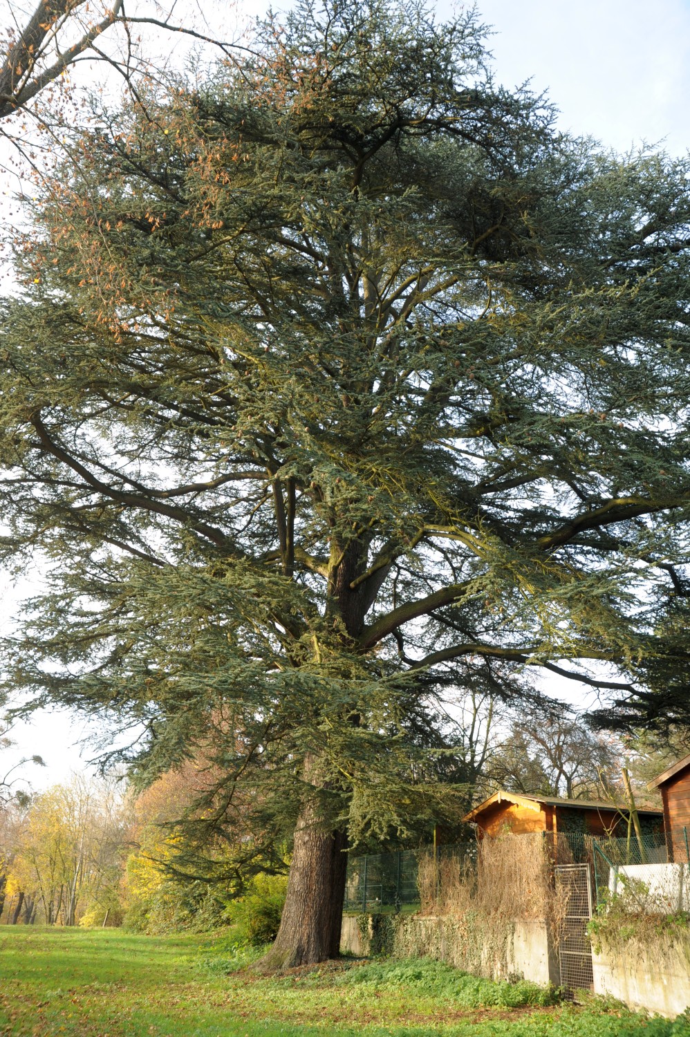 Cedrus libani
