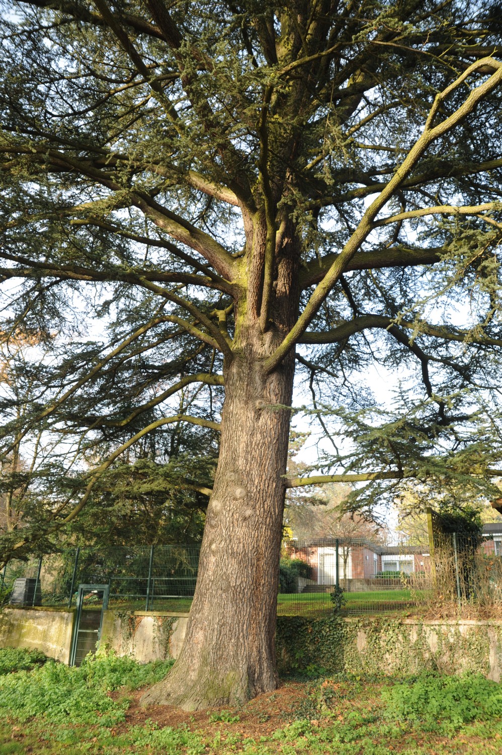 Cedrus libani - Darmstadt, Park Rosenhöhe - Herbst 2014