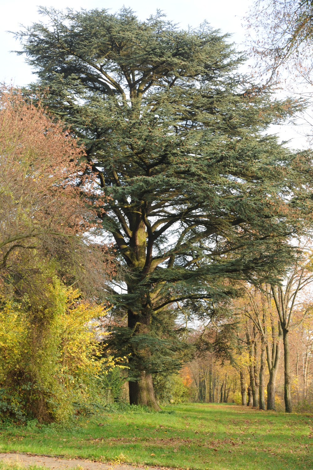 Cedrus libani - Darmstadt, Park Rosenhöhe - Herbst 2014
