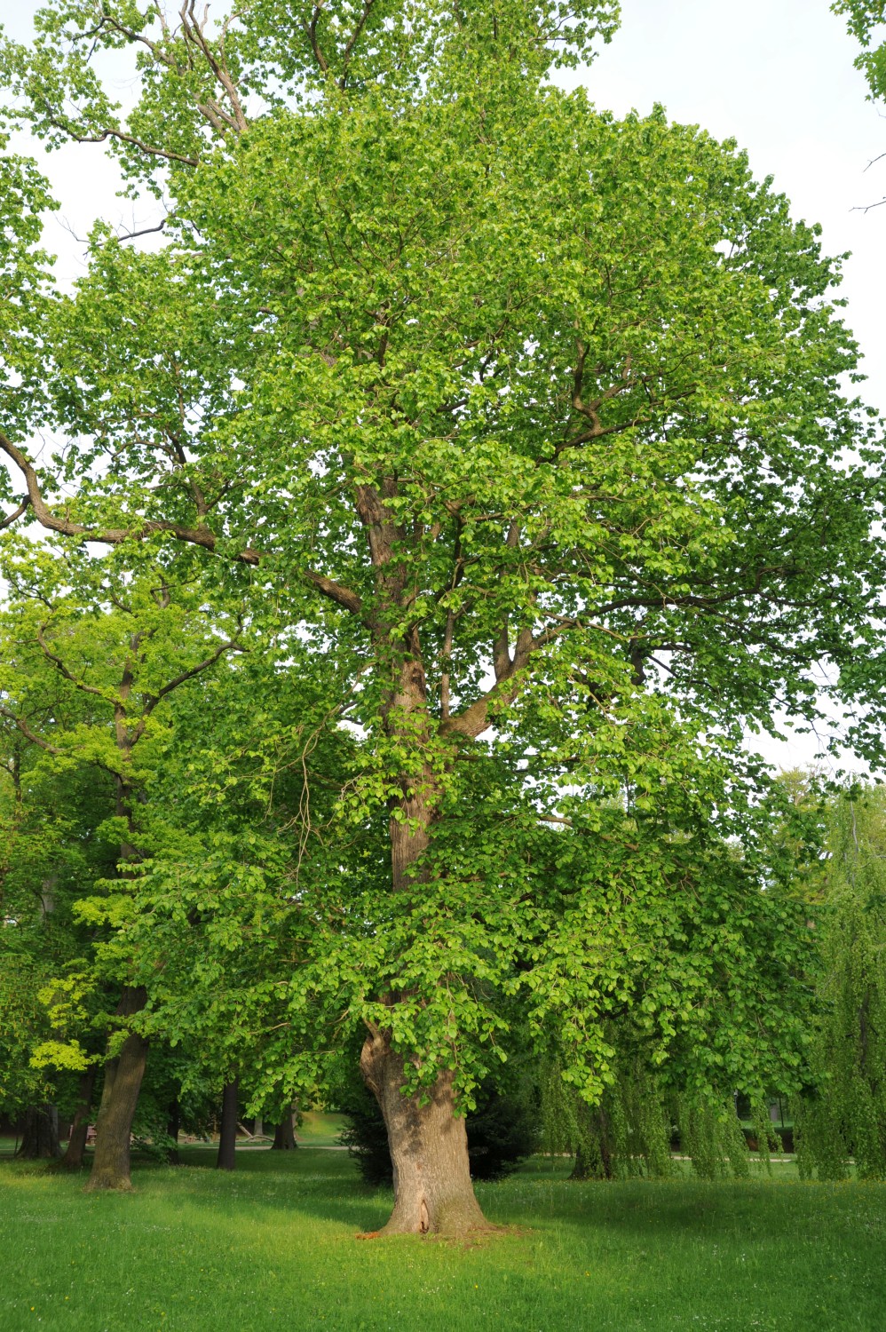 colurna Corylus