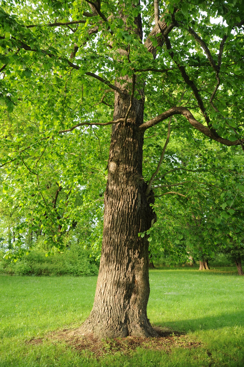 Corylus colurna - Wernigerode Lustgarten - 2014