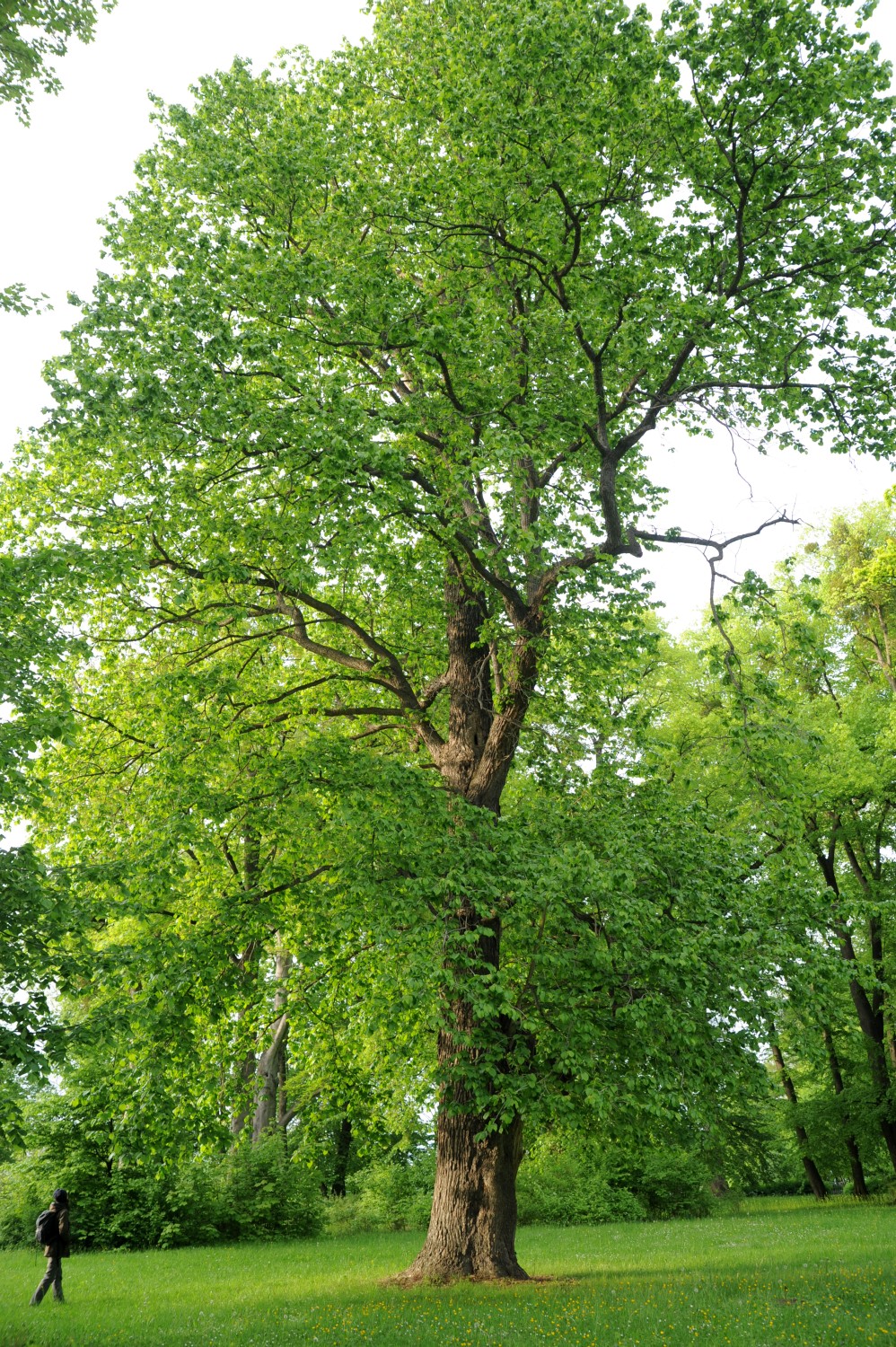 Corylus colurna - Wernigerode Lustgarten - 2014