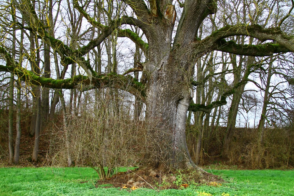 Fraxinus excelsior - Wang, Amper-Auen - Januar 2015