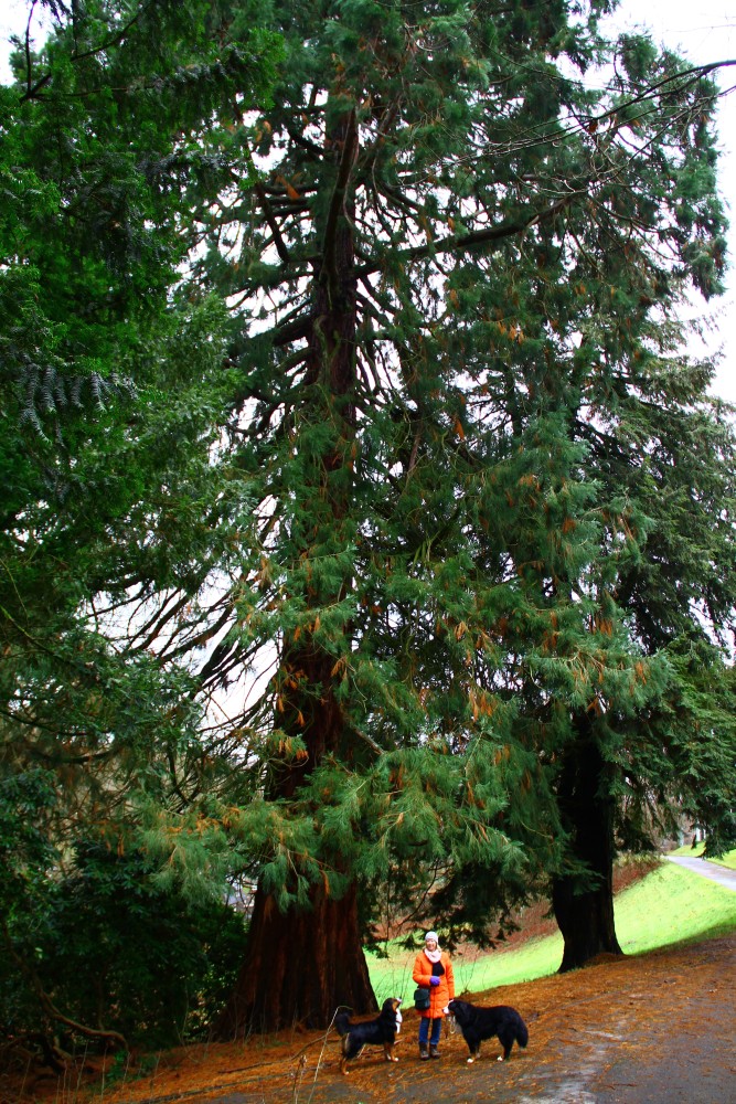 giganteum Sequoiadendron