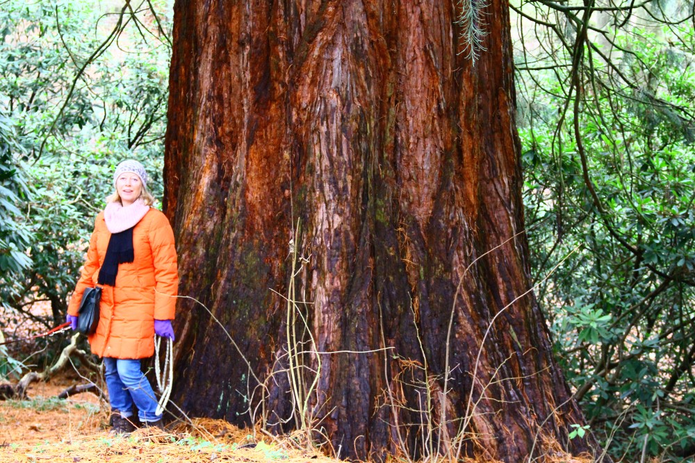 Sequoiadendron giganteum - Friedewald Schlossgarten - Januar 2015