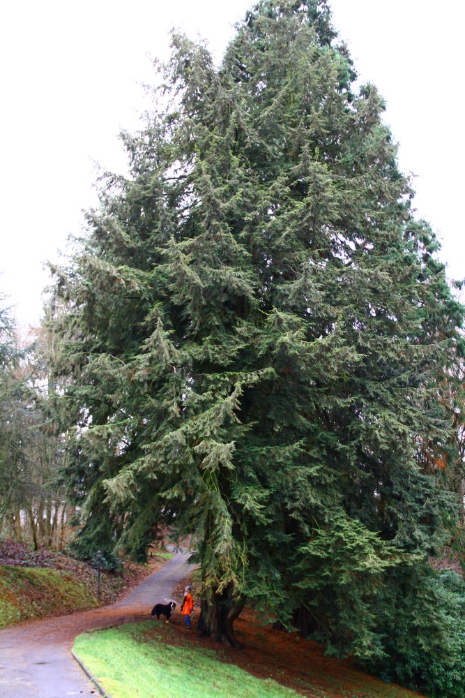 canadensis Tsuga