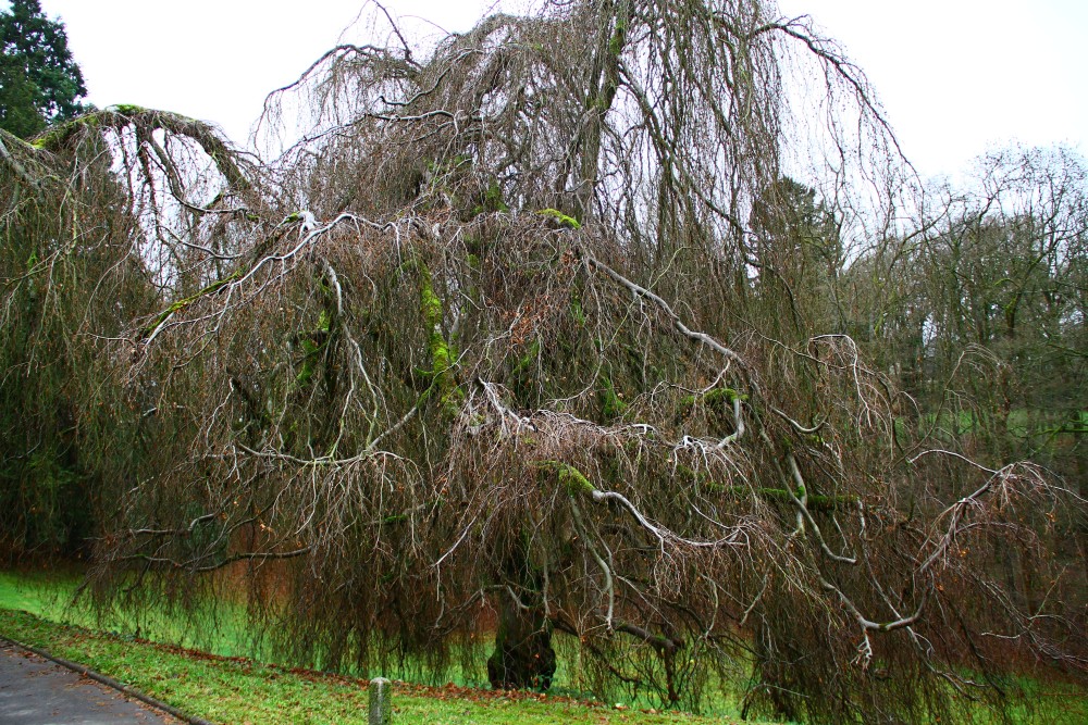 'Pendula' Fagus sylvatica
