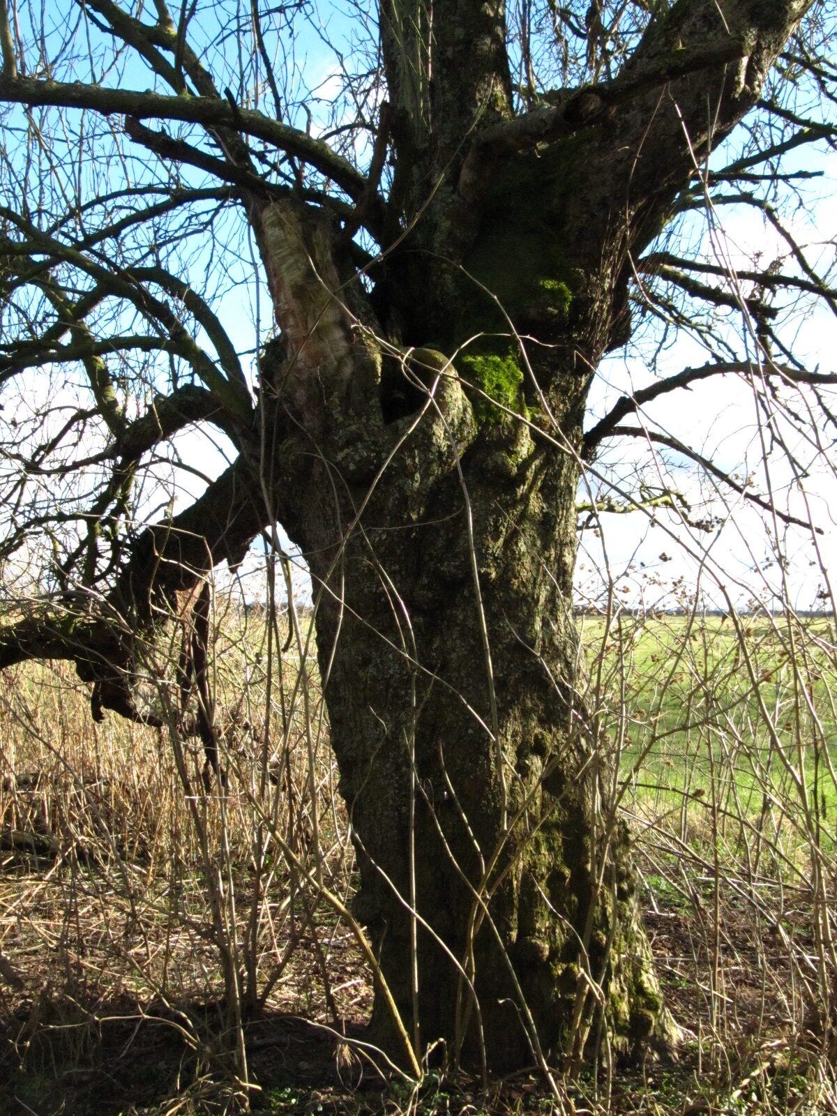 Malus domestica - Grinden - Febr. 2025