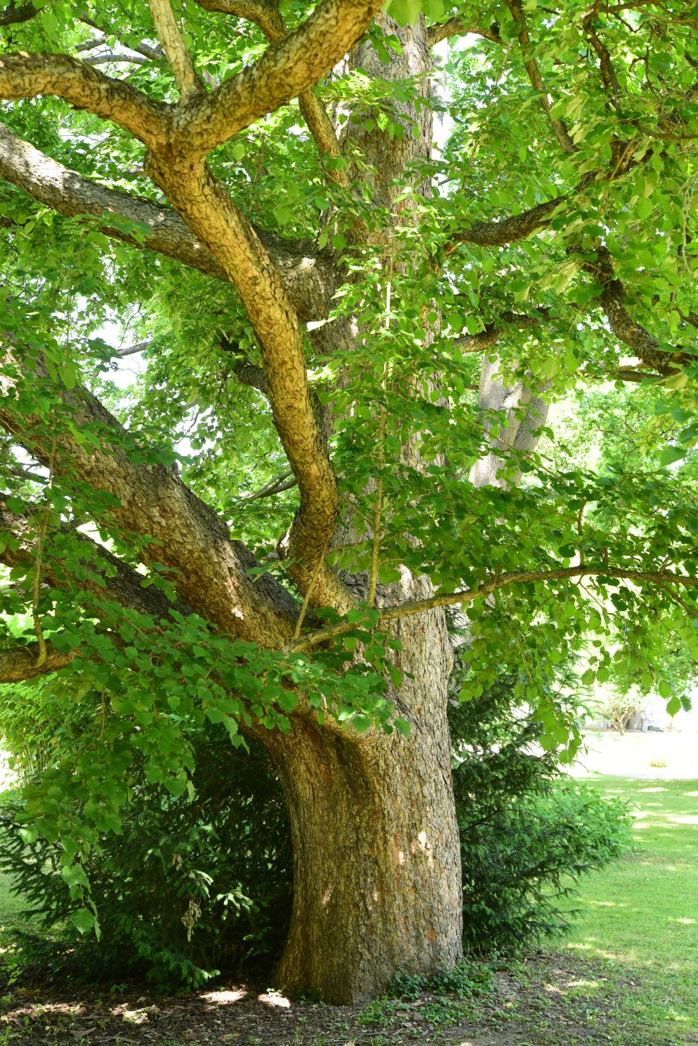 Baumhasel - Frankfurt, Palmengarten - 2015