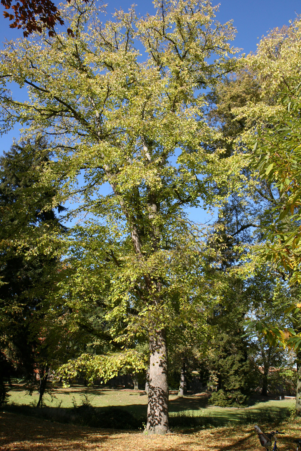 colurna Corylus